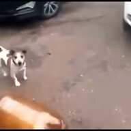 Cергій Будніченко