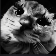 Котя Ротшильд