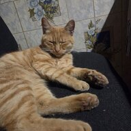 некет