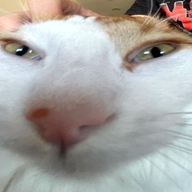 drhtml