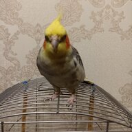 Бодя Бодянський