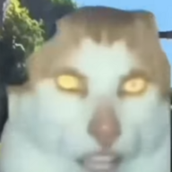 shonn1