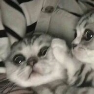 Котя Мурр