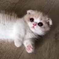 Артем Покровський