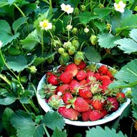 Максім Ватковський