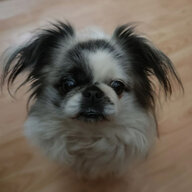 Максимка Вайпер