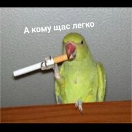 Попуга в Кепке