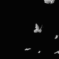 Angell