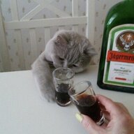 Антон Чижик𓆩♡𓆪
