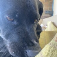 Лаврін