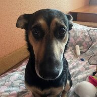 Кай Вайпер