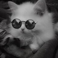 Ваня Догов