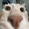 din