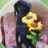 Сергій шкада актавія