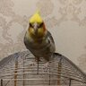 Бодя Бодянський