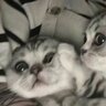 Котя Мурр