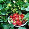 Максім Ватковський