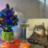 Валентин Фарт