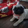 Ванечка Кайфарик