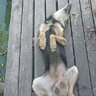 Макс Пуков