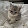 Аня Логвинова
