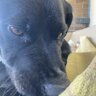 Лаврін