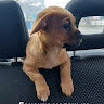 nazar_1446