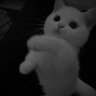 каптьолка