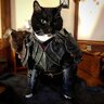 D-Cat