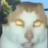 shonn1