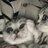 Котя Мурр