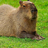 Capibara Skorik