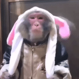 1477209.160.gif